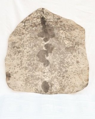 Piel de cabra yembé Sahel blanca manchada muy gruesa