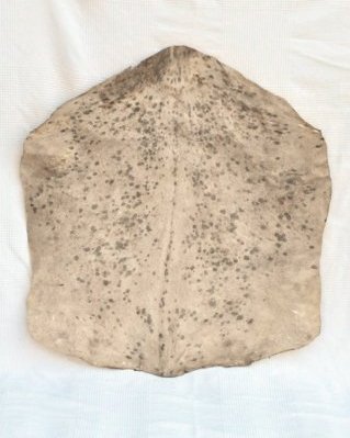 Piel de cabra yembé Sahel blanca manchada gruesa