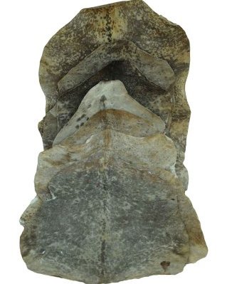 Paquete 10 pieles de cabra yembé Sahel afeitadas degradadas